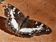 Cymothoe alcimeda trimeni