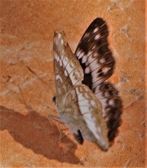 Cymothoe alcimeda trimeni