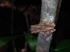 Pedostibes tuberculosus