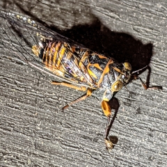 Pauropsalta