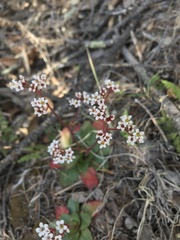 Micranthes eriophora