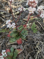 Micranthes eriophora