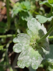 Neoerysiphe galeopsidis