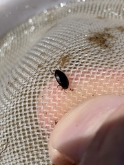 Leconectes striatellus