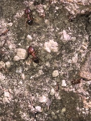 Pheidole obtusospinosa