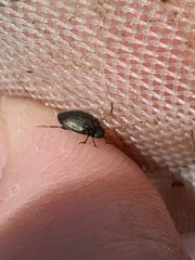 Leconectes striatellus