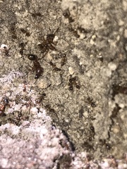 Pheidole obtusospinosa