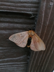 Ormiscodes cinnamomea