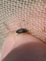 Leconectes striatellus