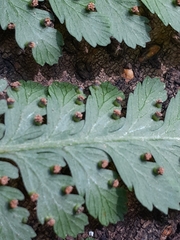 Dennstaedtia globulifera