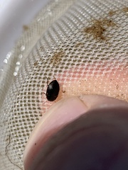 Leconectes striatellus