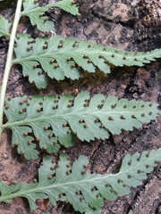 Dennstaedtia globulifera