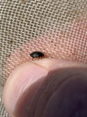 Leconectes striatellus
