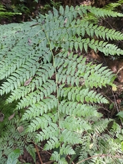 Dennstaedtia globulifera