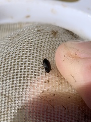 Leconectes striatellus