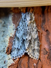 Acronicta longa