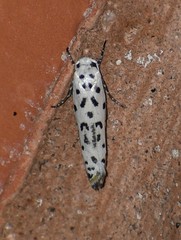 Ethmia bittenella