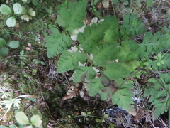 Cystopteris tasmanica