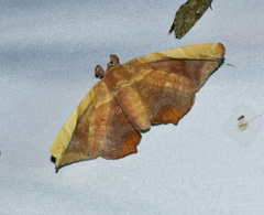 Episparis tortuosalis