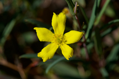 Hibbertia cunninghamii