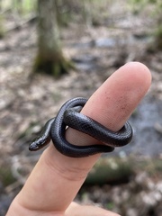 Liodytes pygaea pygaea