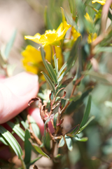 Hibbertia cunninghamii