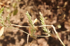 Henrya insularis