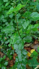 Eleutherococcus trifoliatus setosus