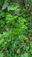 Eleutherococcus trifoliatus setosus