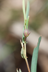 Hibbertia cunninghamii