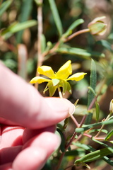 Hibbertia cunninghamii