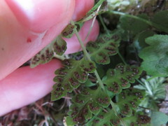 Cystopteris tasmanica