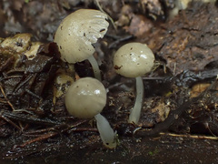 Roridomyces austrororidus