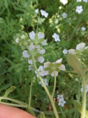 Pholistoma membranaceum