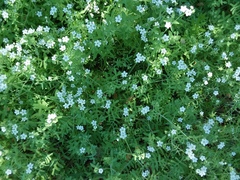 Pholistoma membranaceum