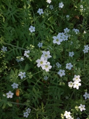 Pholistoma membranaceum