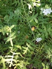 Pholistoma membranaceum