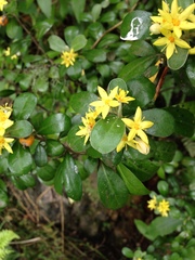 Corokia macrocarpa