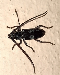 Enaphalodes taeniatus