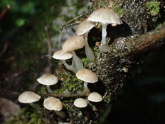 Roridomyces austrororidus