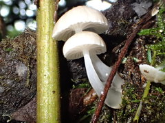Roridomyces austrororidus