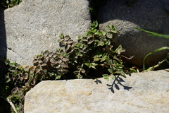 Lobelia perpusilla