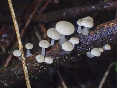 Roridomyces austrororidus