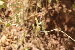 Henrya insularis