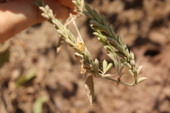Henrya insularis