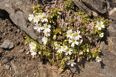 Cerastium uniflorum