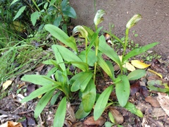 Pterostylis areolata