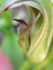 Pterostylis areolata