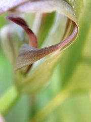 Pterostylis areolata