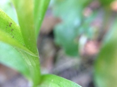 Pterostylis areolata
